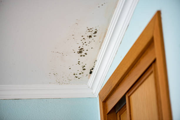 Best Residential Mold Remediation in Leona Valley, CA
