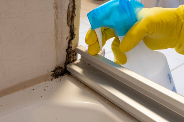 Best DIY Mold Remediation Support Services in Leona Valley, CA