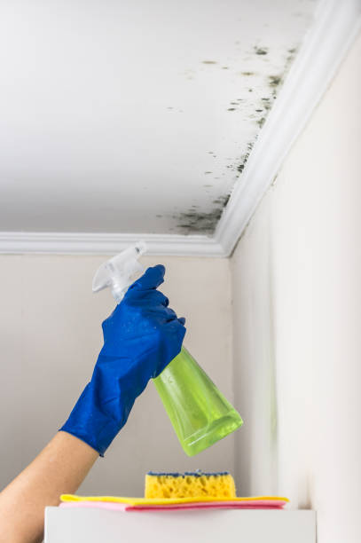 Best Bathroom Mold Remediation in Leona Valley, CA